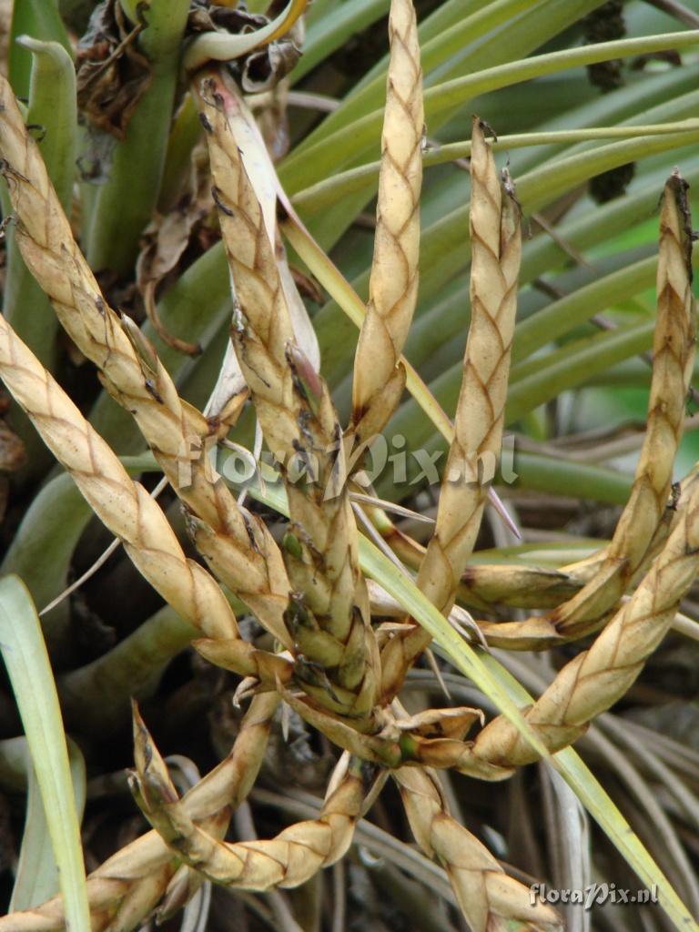 Tillandsia sp.