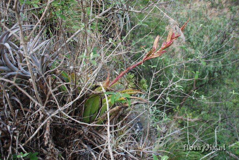 Bromeliaceae species Peru