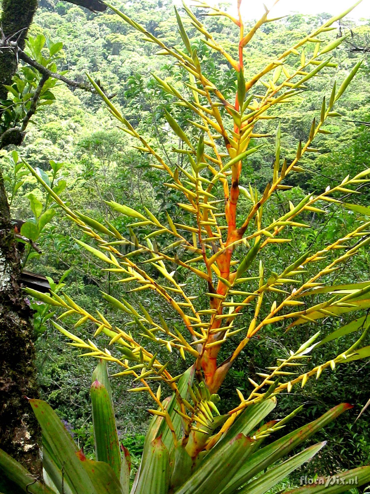 Vriesea sp