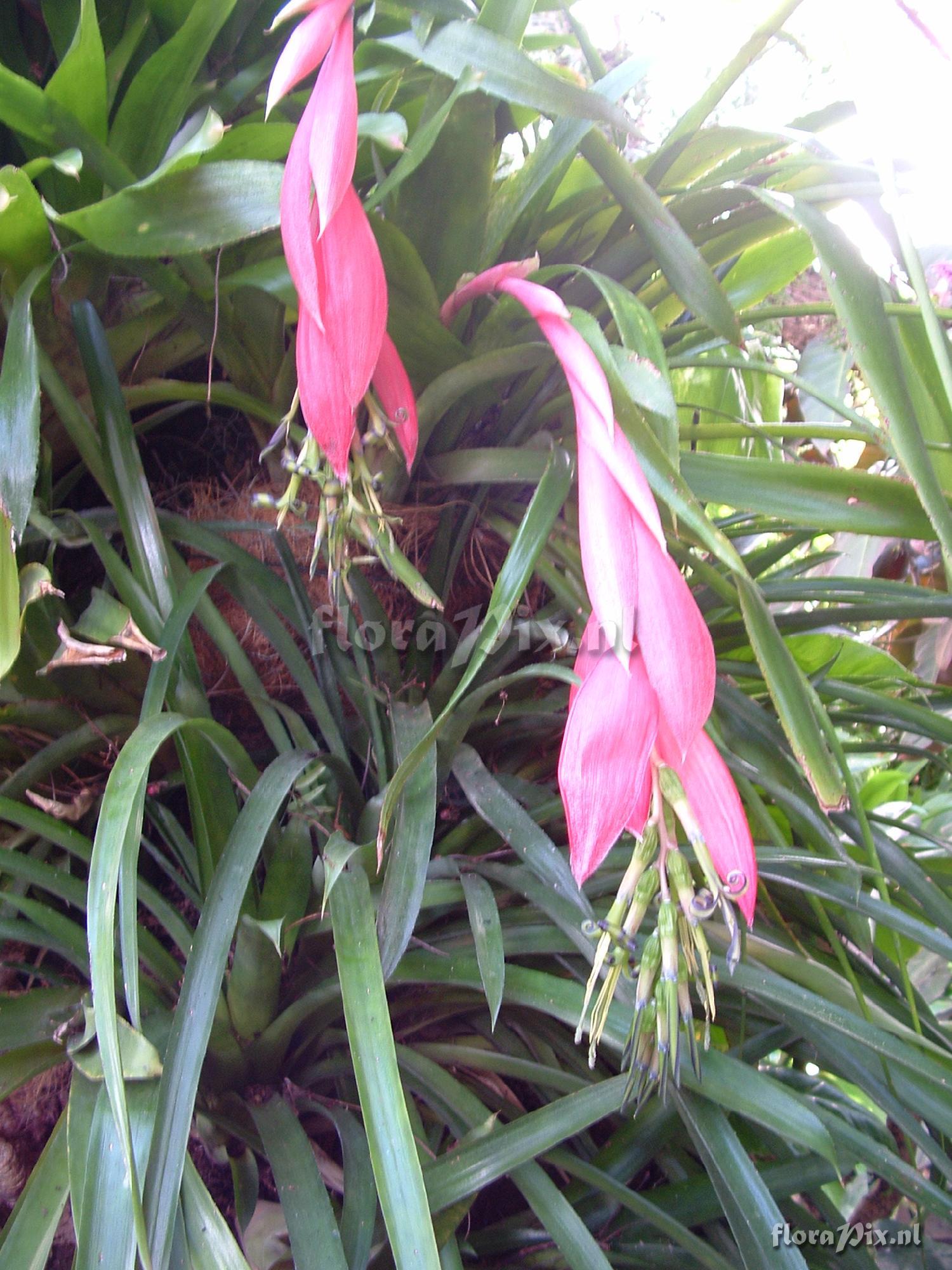 Billbergia windii