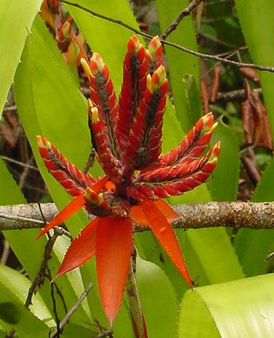 Aechmea tillandsioides