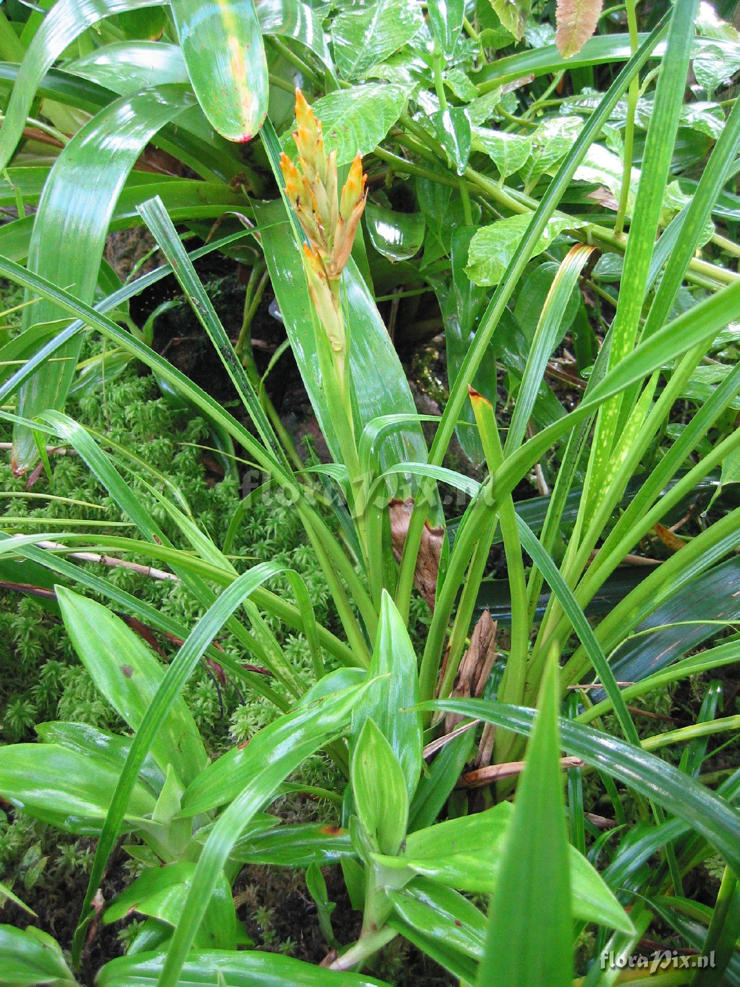 Guzmania spec.