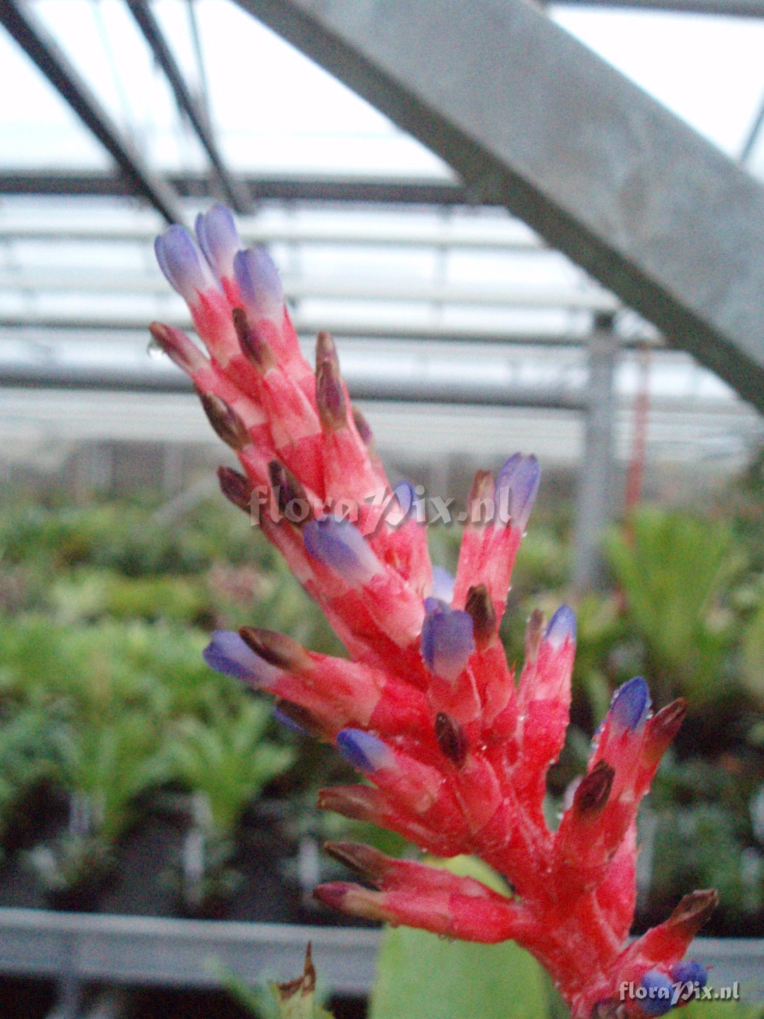 Aechmea distichantha var. distichantha