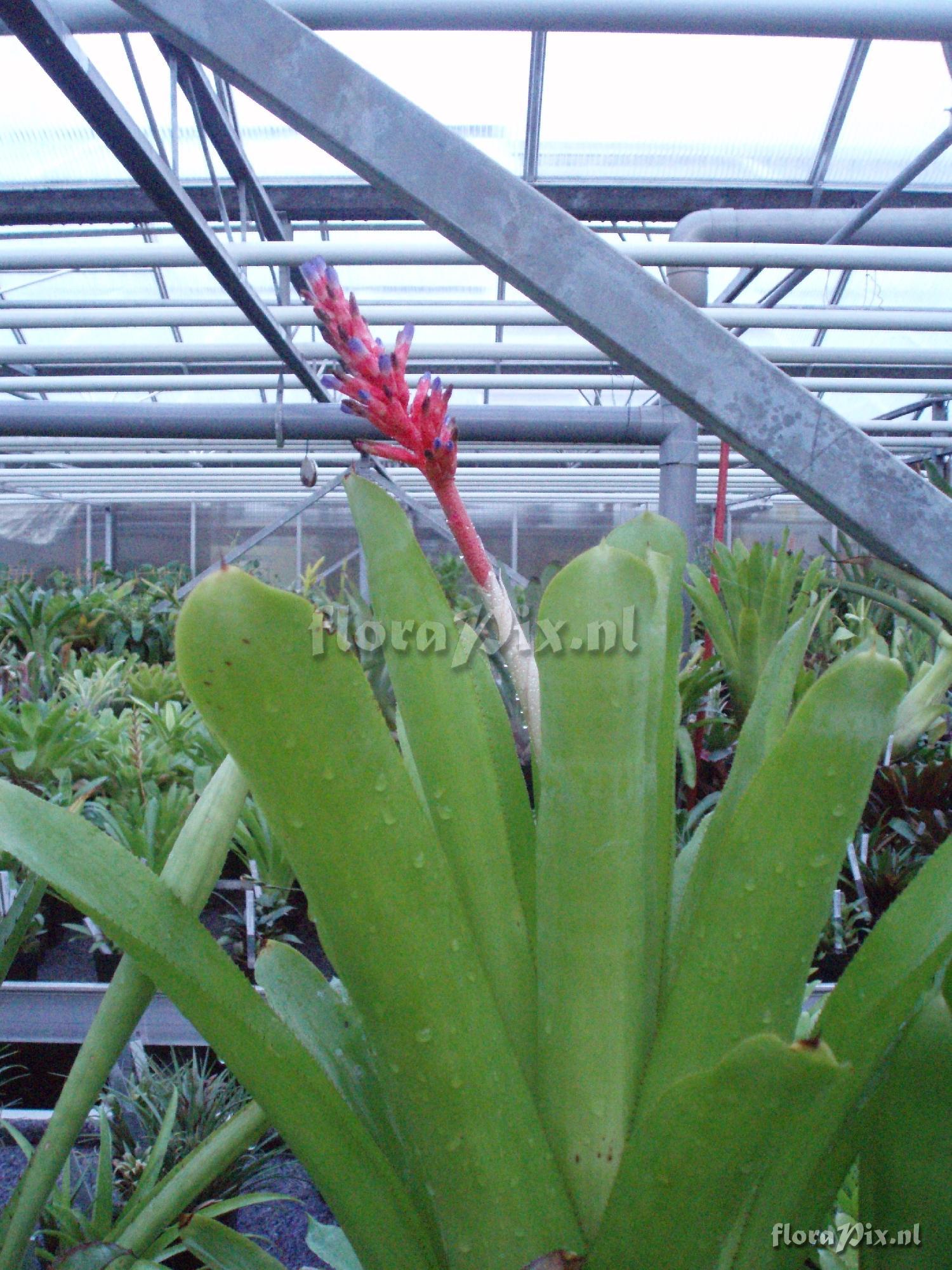 Aechmea distichantha var. distichantha