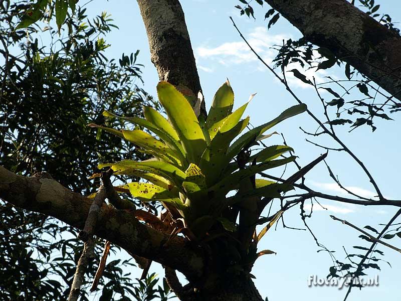 Bromeliaceae Undetermined