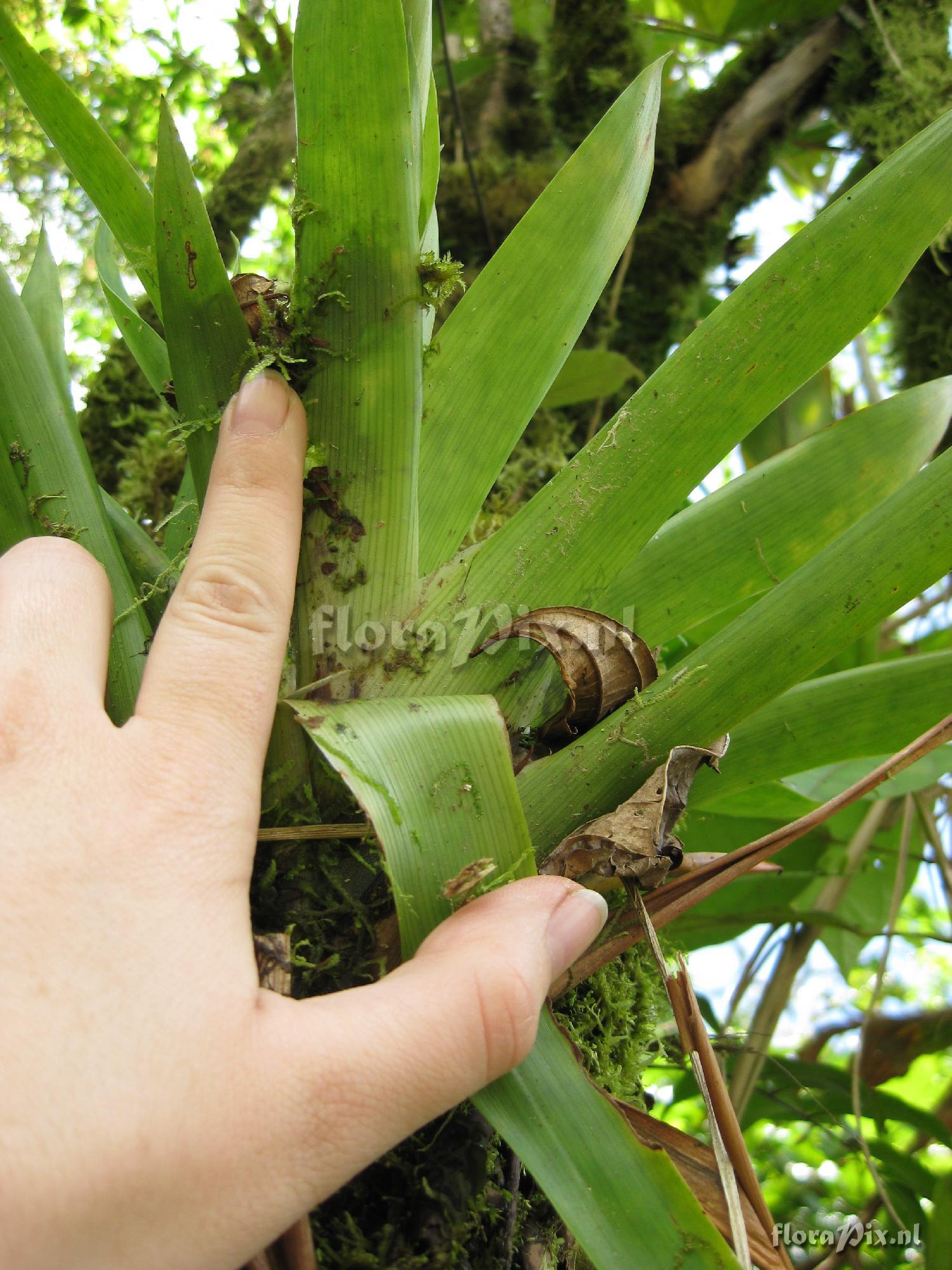 Vriesea cf. capitata