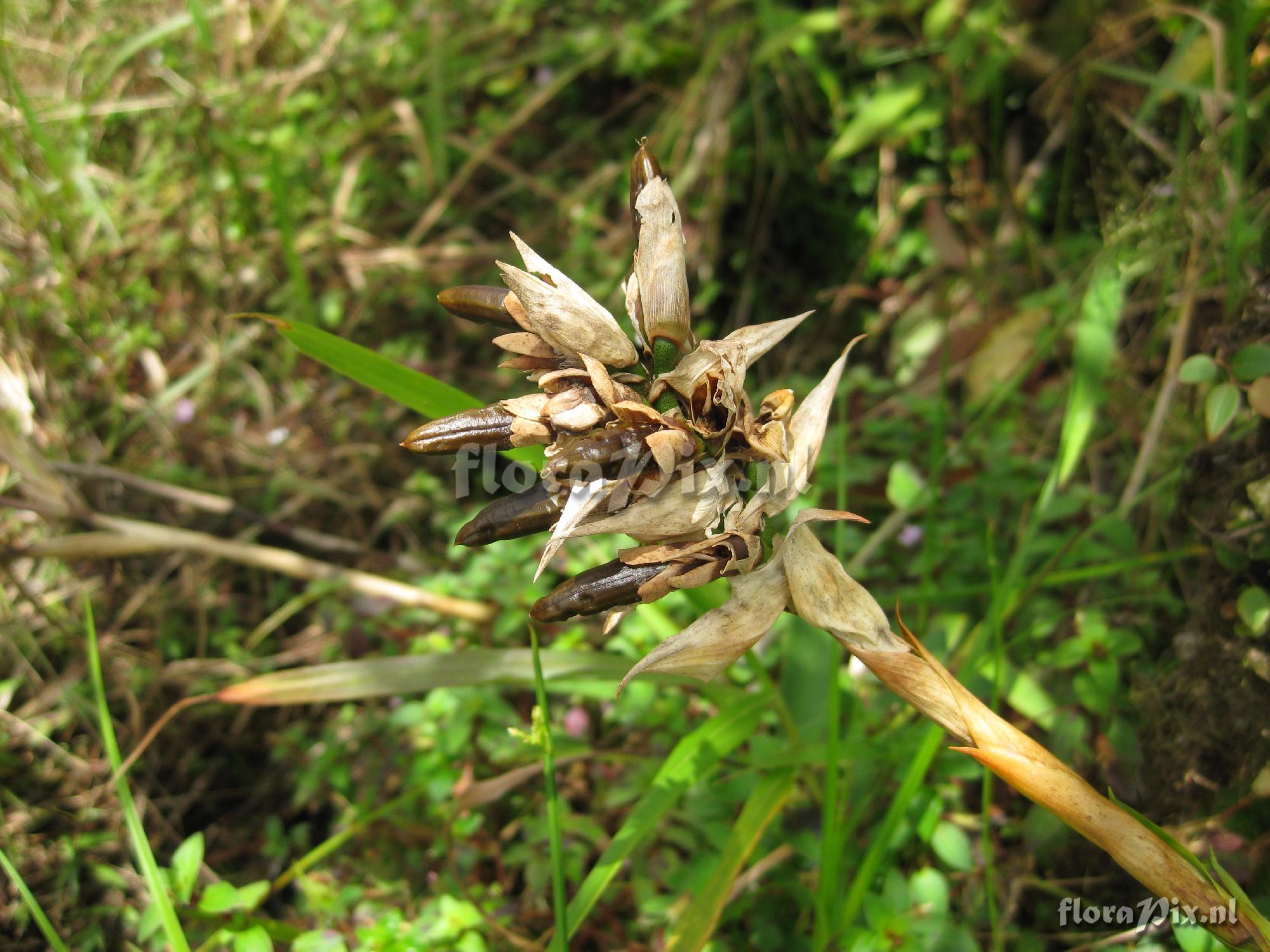 Vriesea cf. capitata