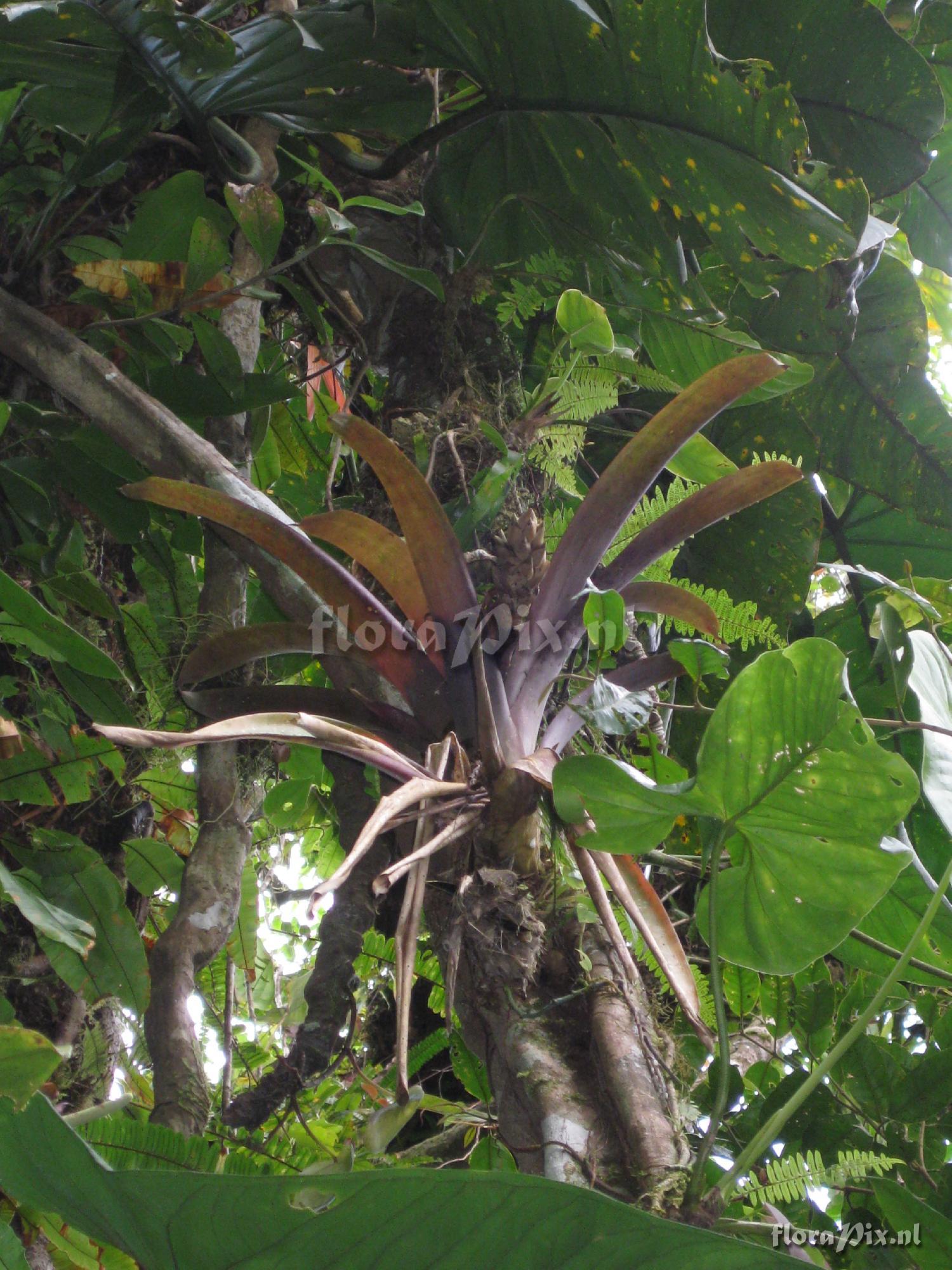 Guzmania desaultelsii