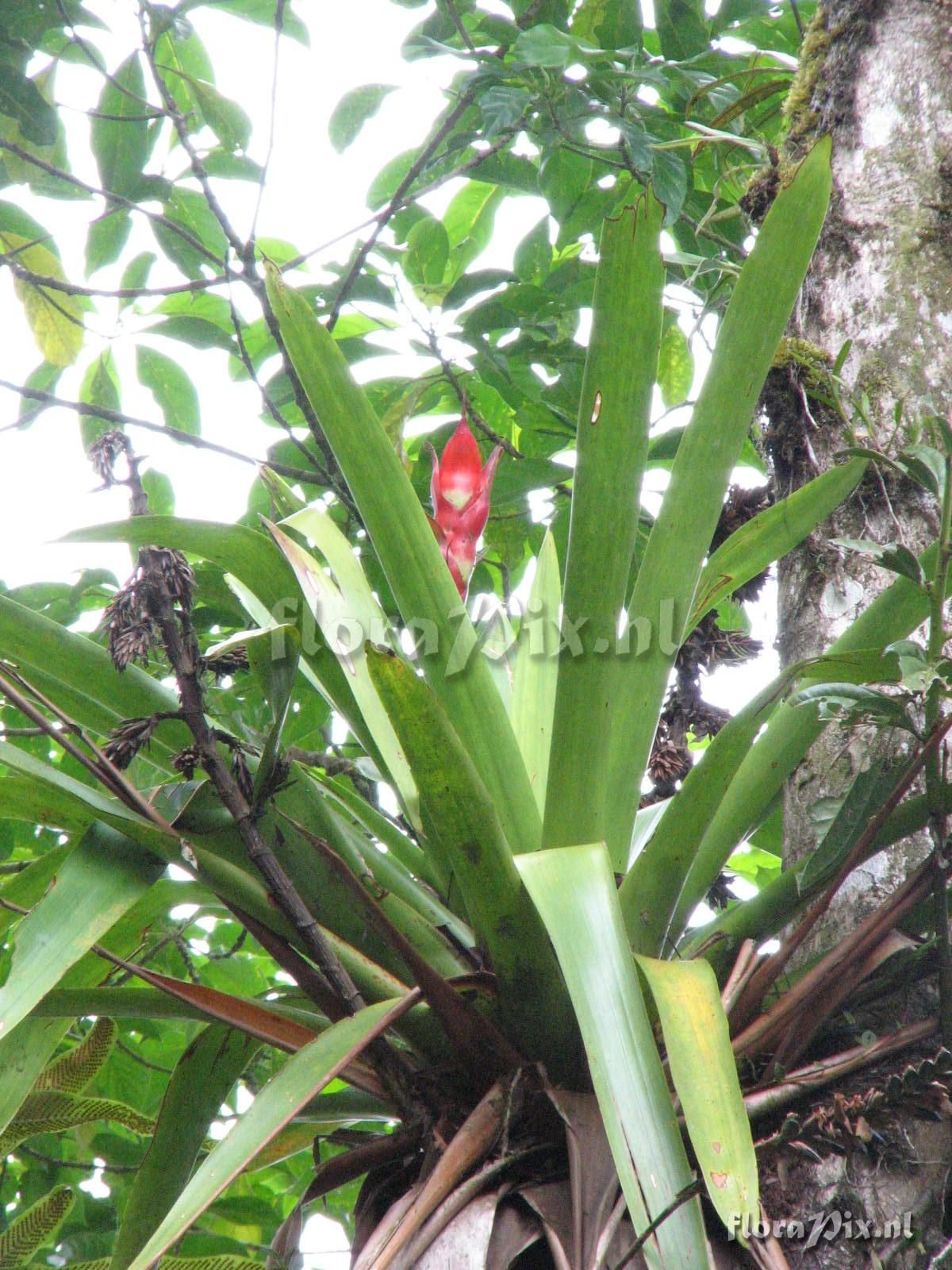 Bromeliaceae species La Paz Costa Rica