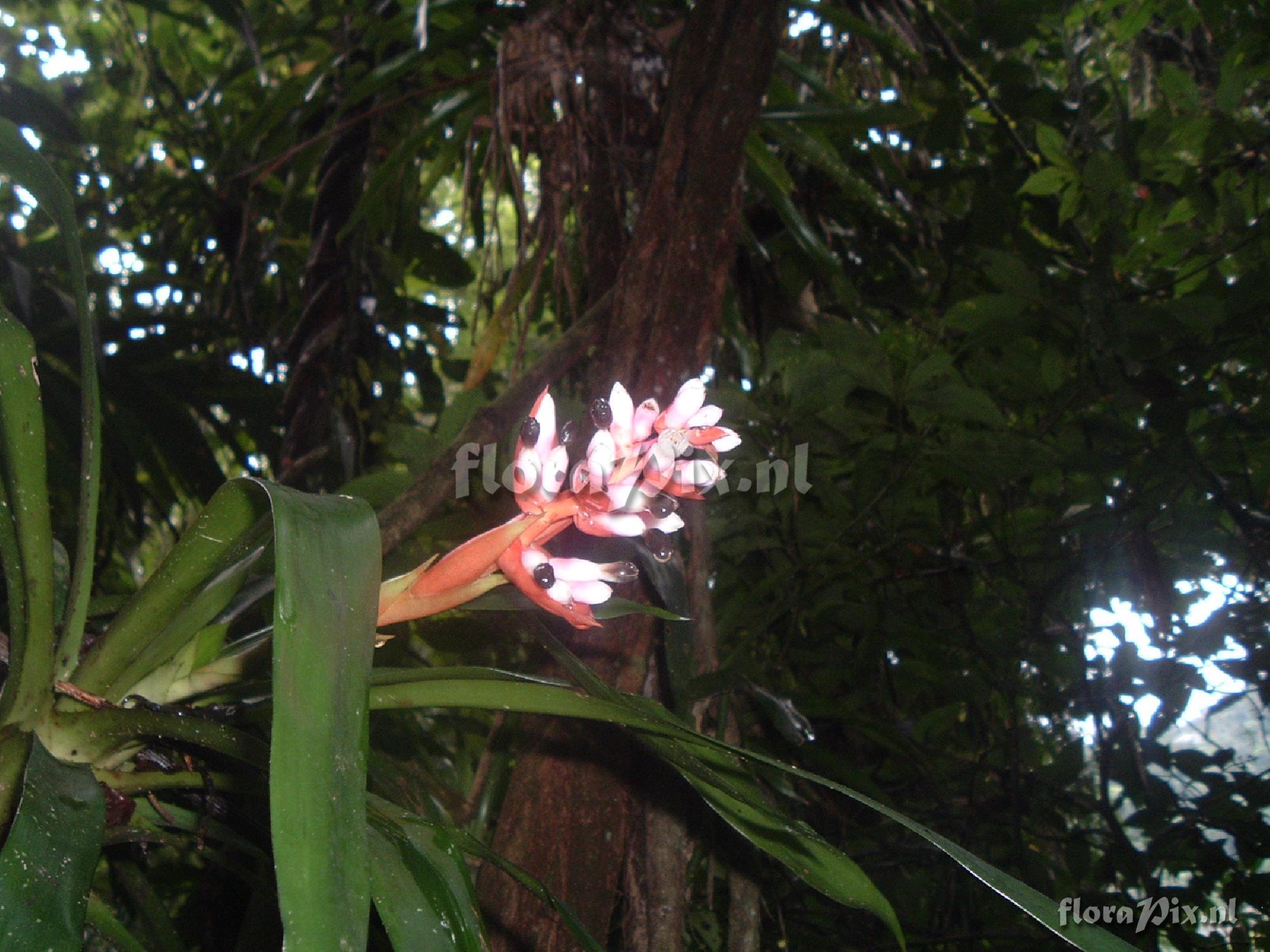 Aechmea weilbachii 