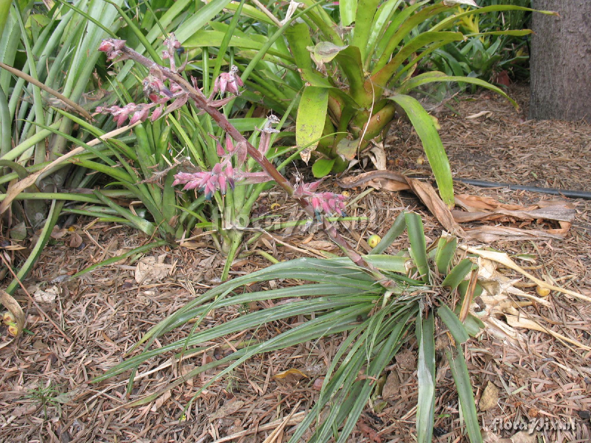 Puya spathacea?