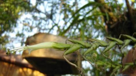 Tillandsia sp.