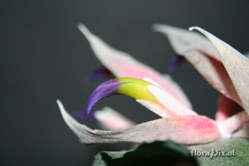 Billbergia euphemiae