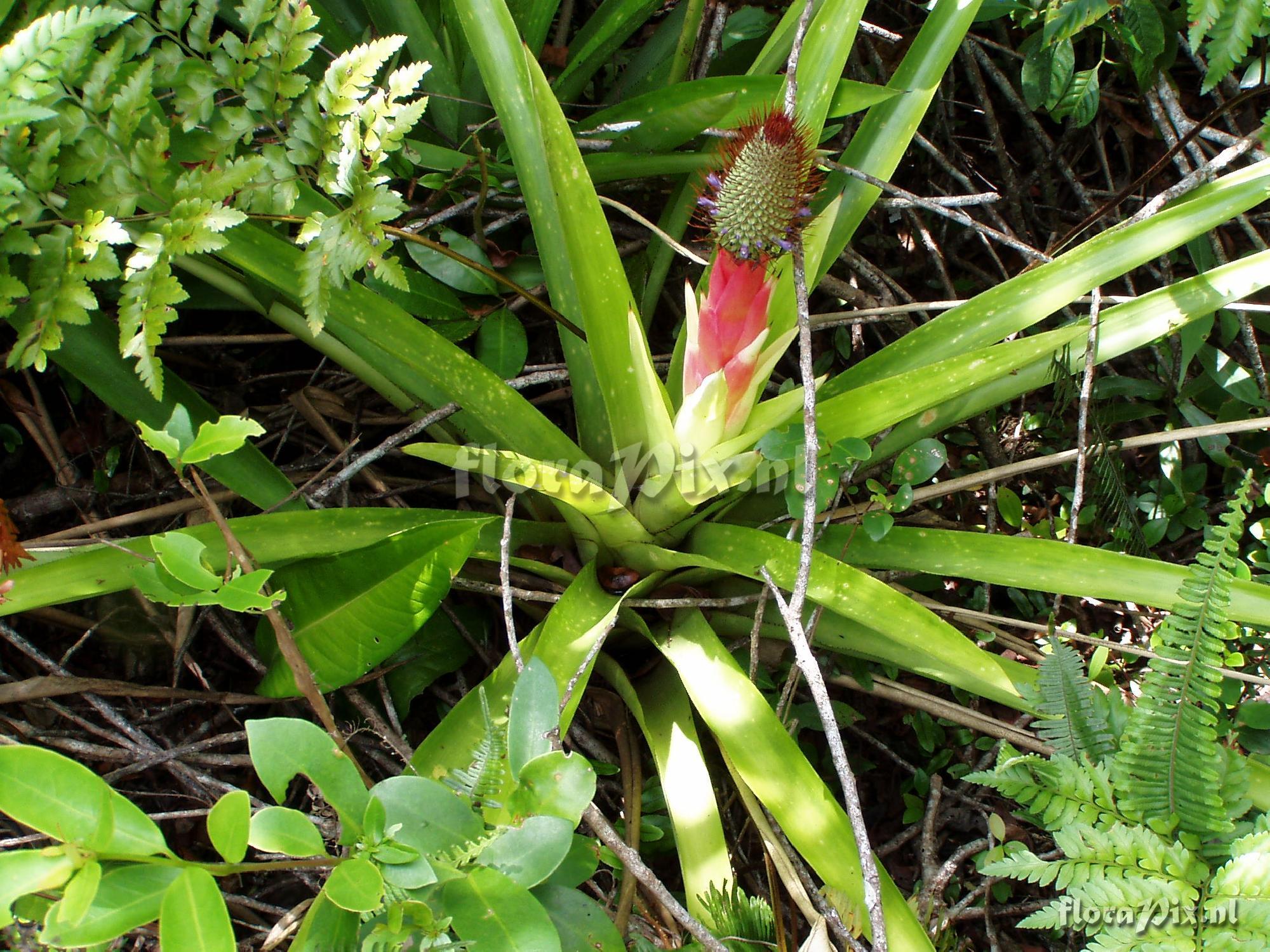 Aechmea ornata