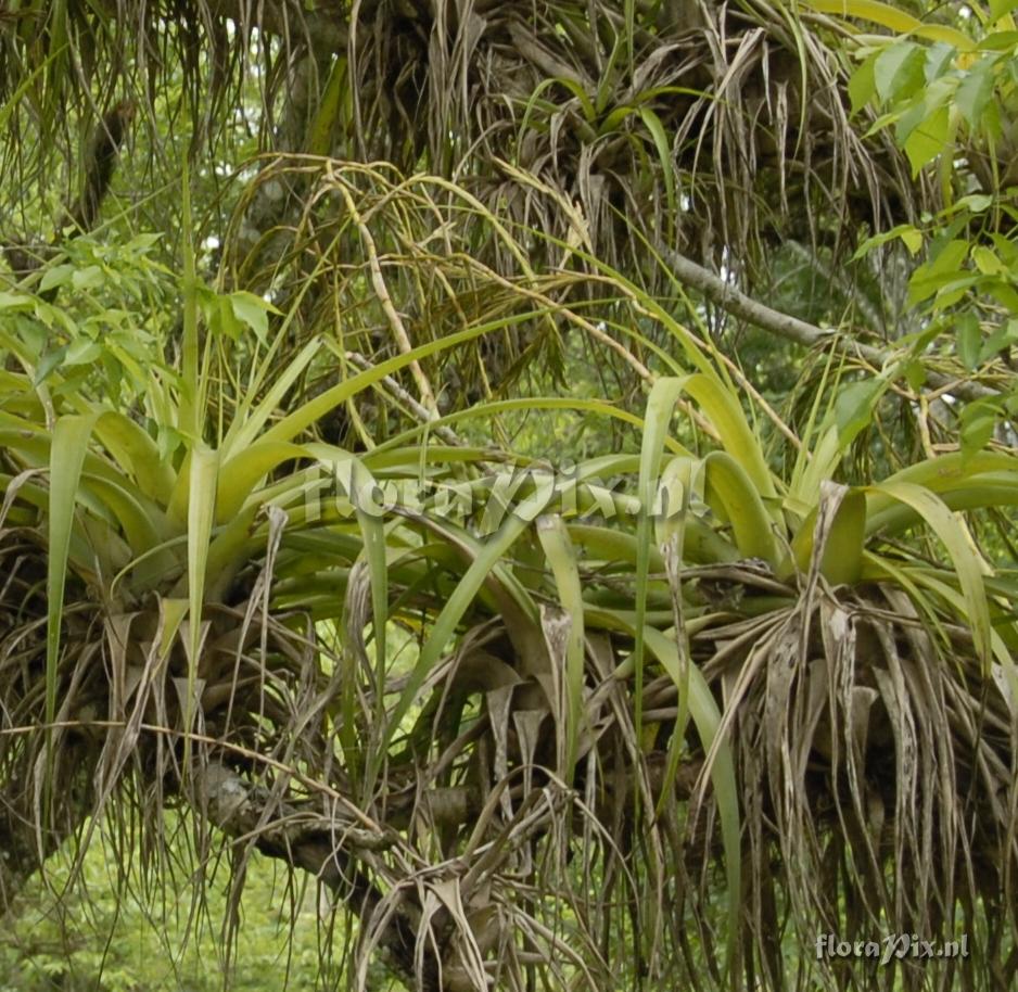 Tillandsia Unknown