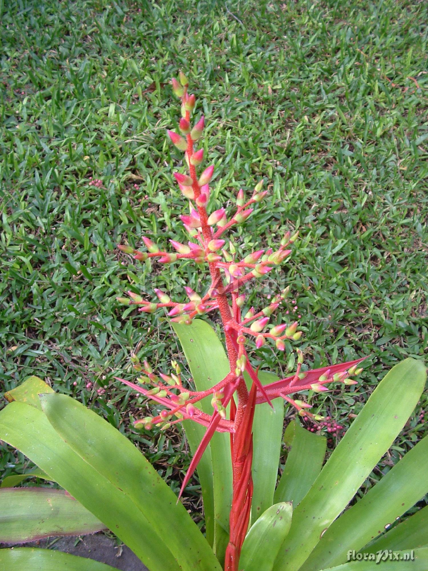 Aechmea Unknown