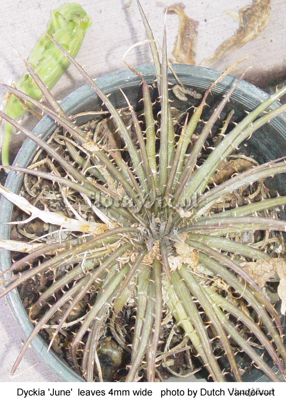 Dyckia dawsonii