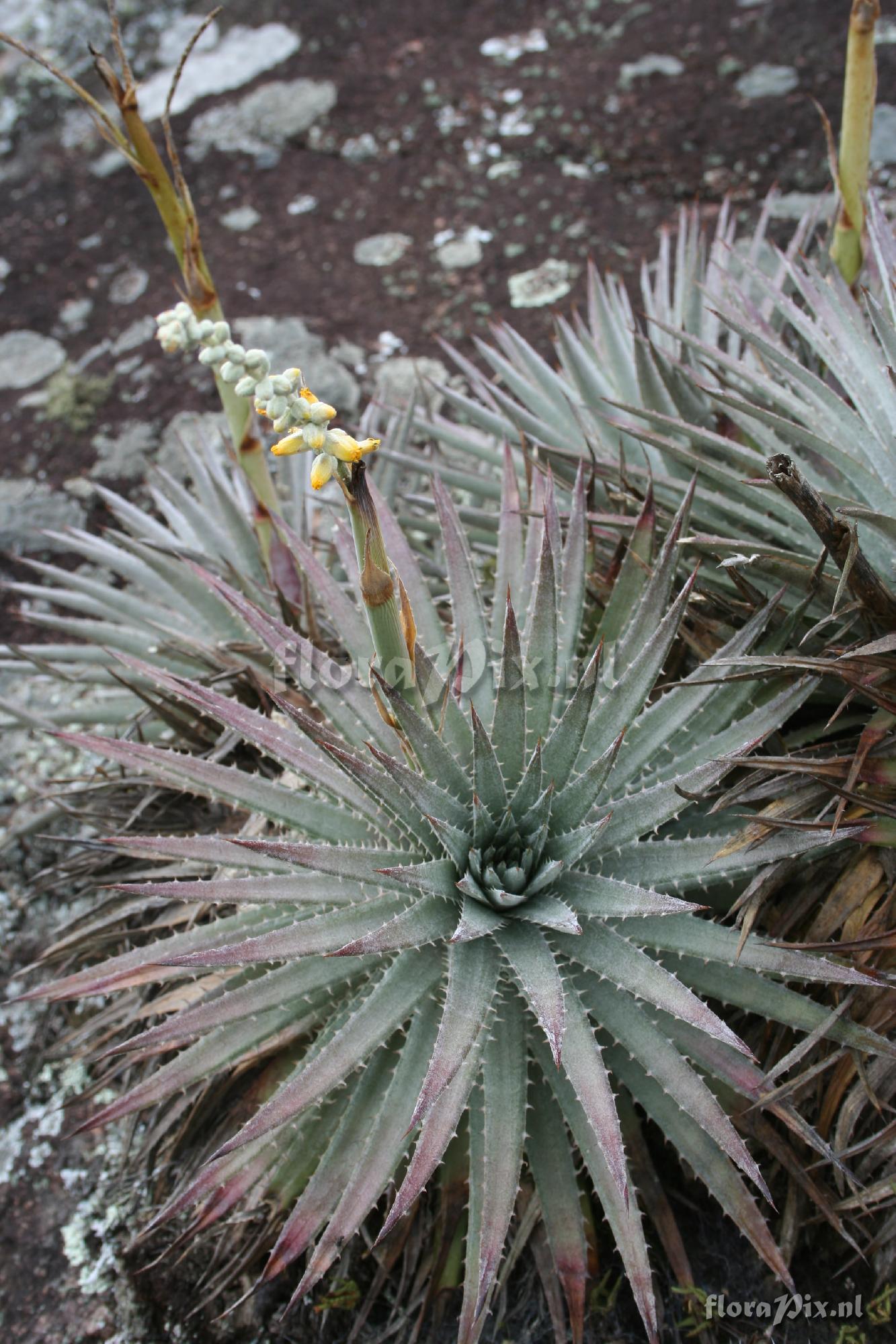 Dyckia hebdingii