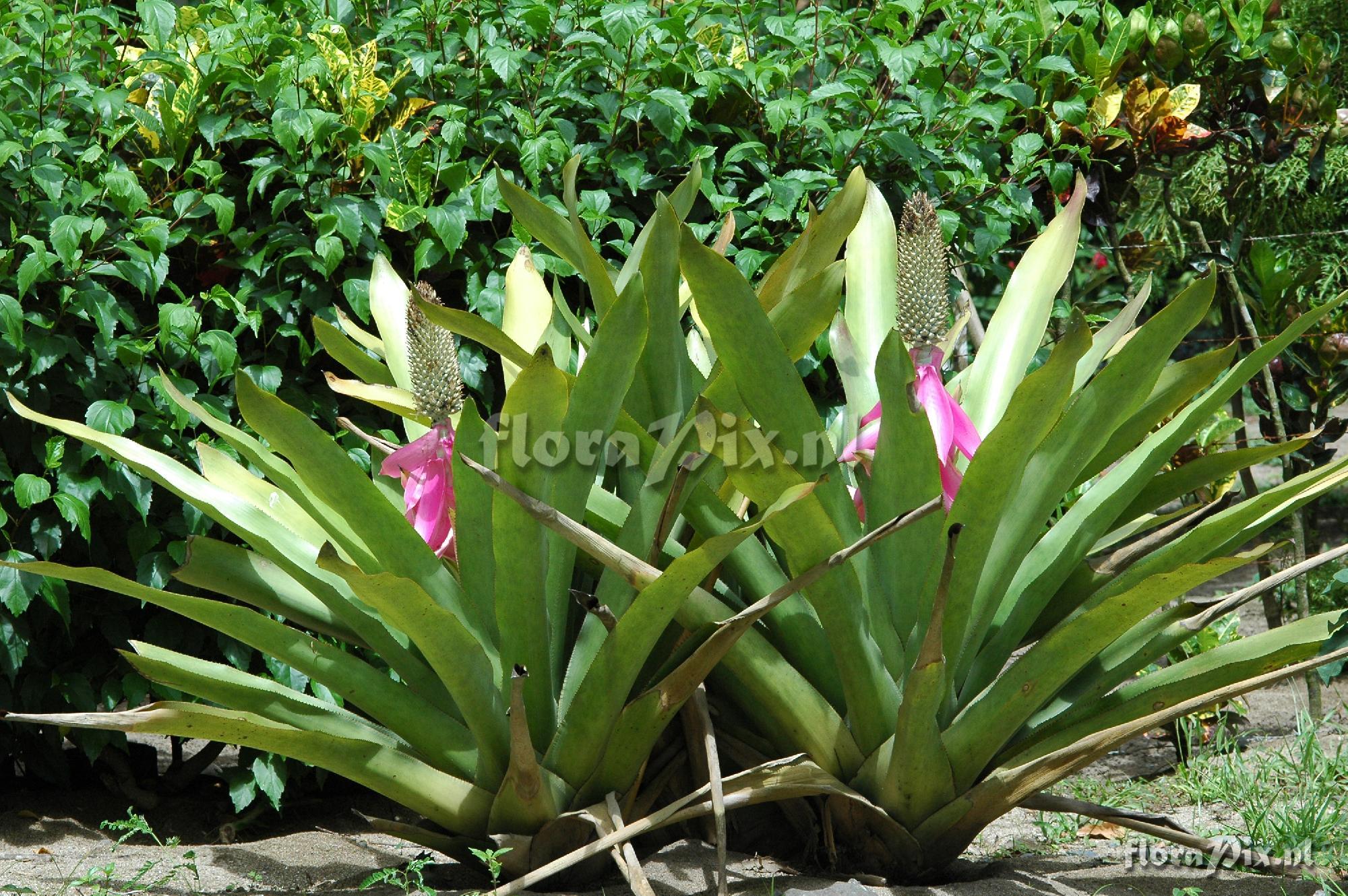 Aechmea mariae-reginae