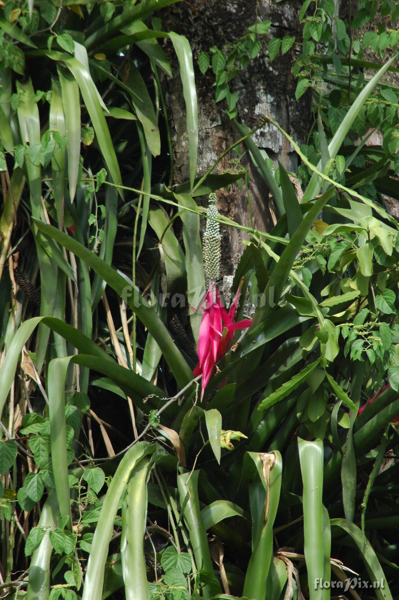 Aechmea mariae-reginae