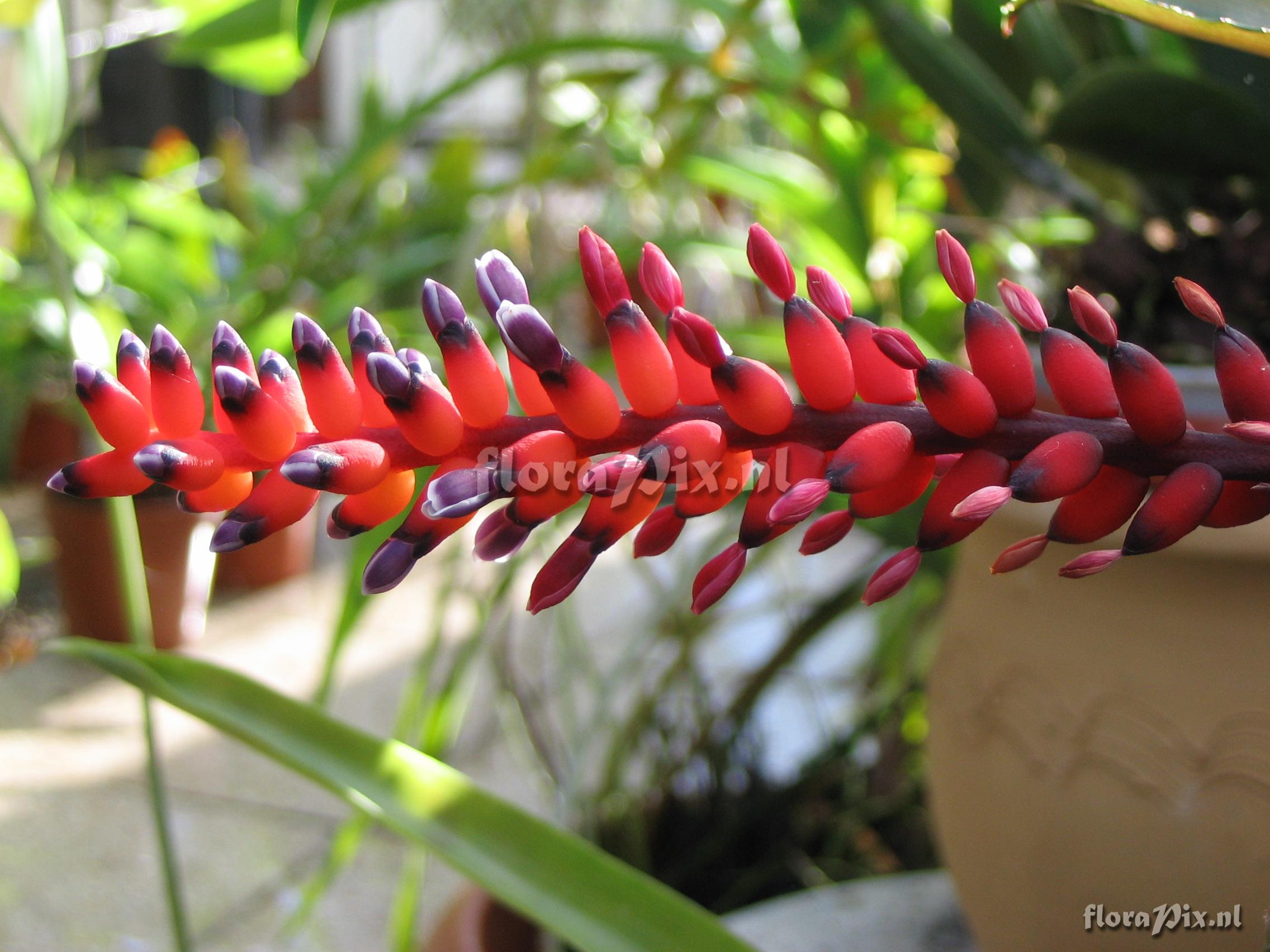 Aechmea victoriana