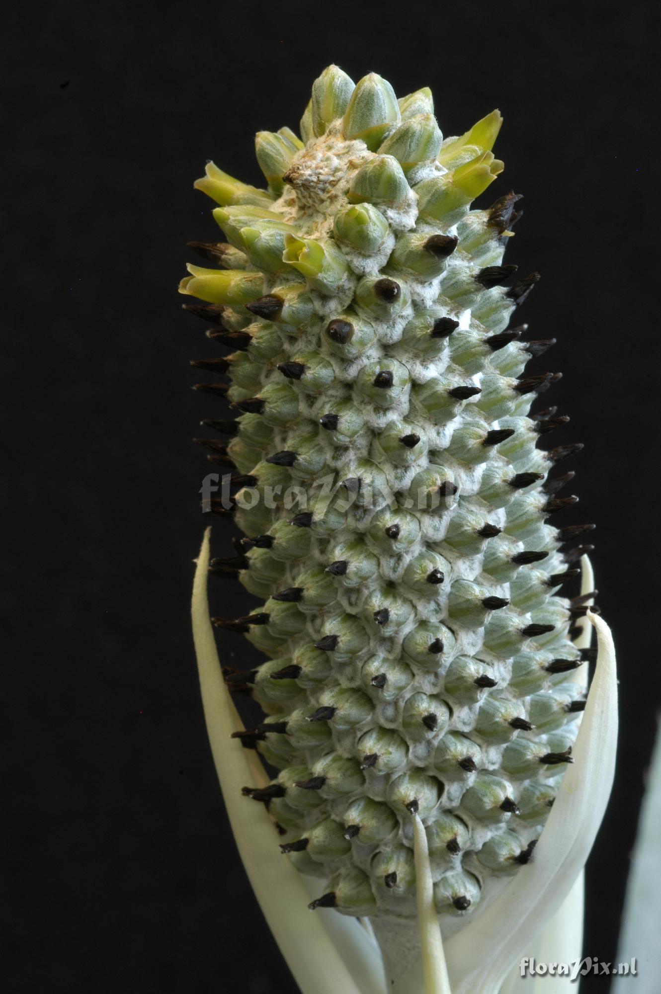 Aechmea bromeliifolia var. albobracteata