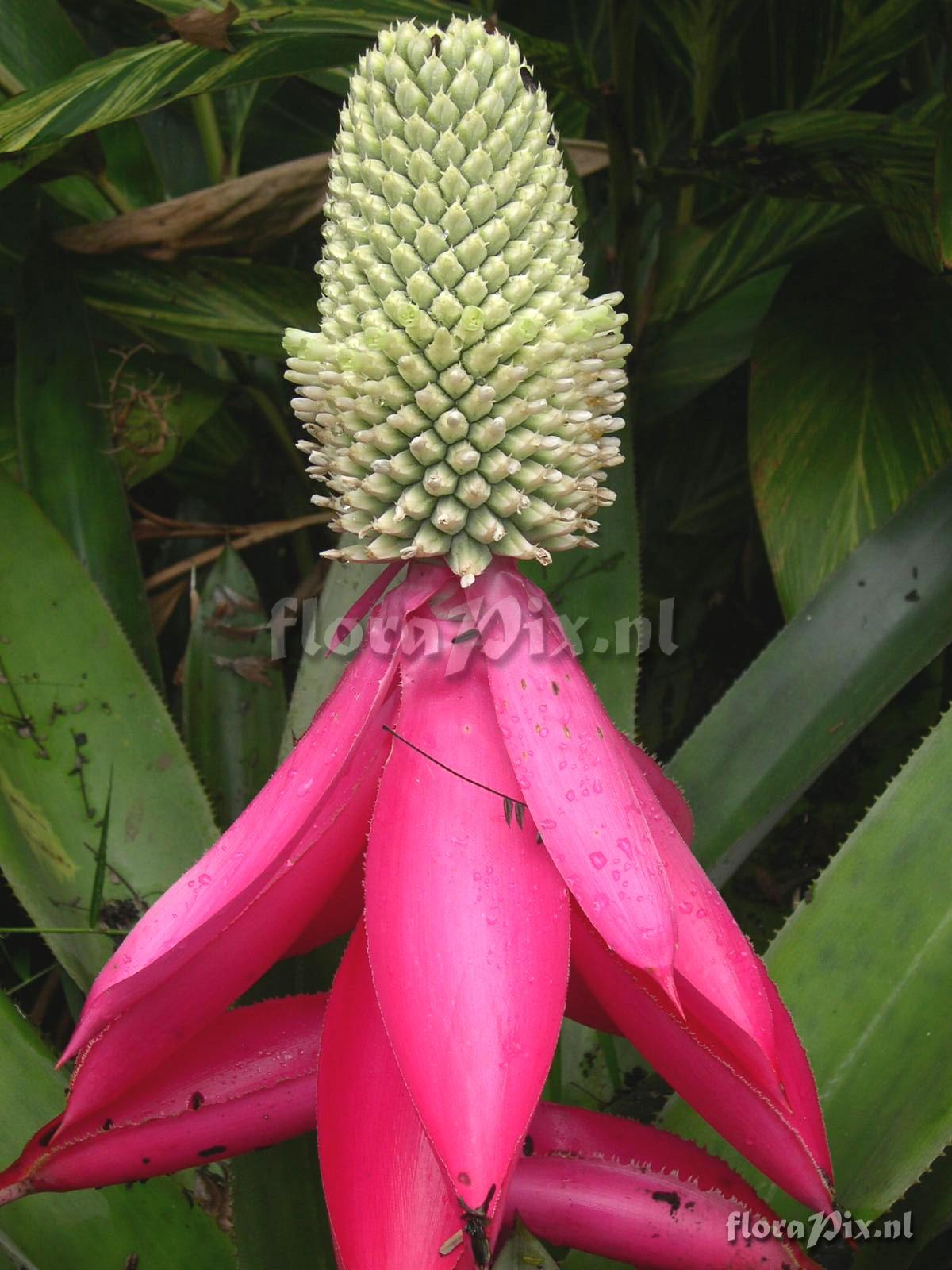 Aechmea maria reginae