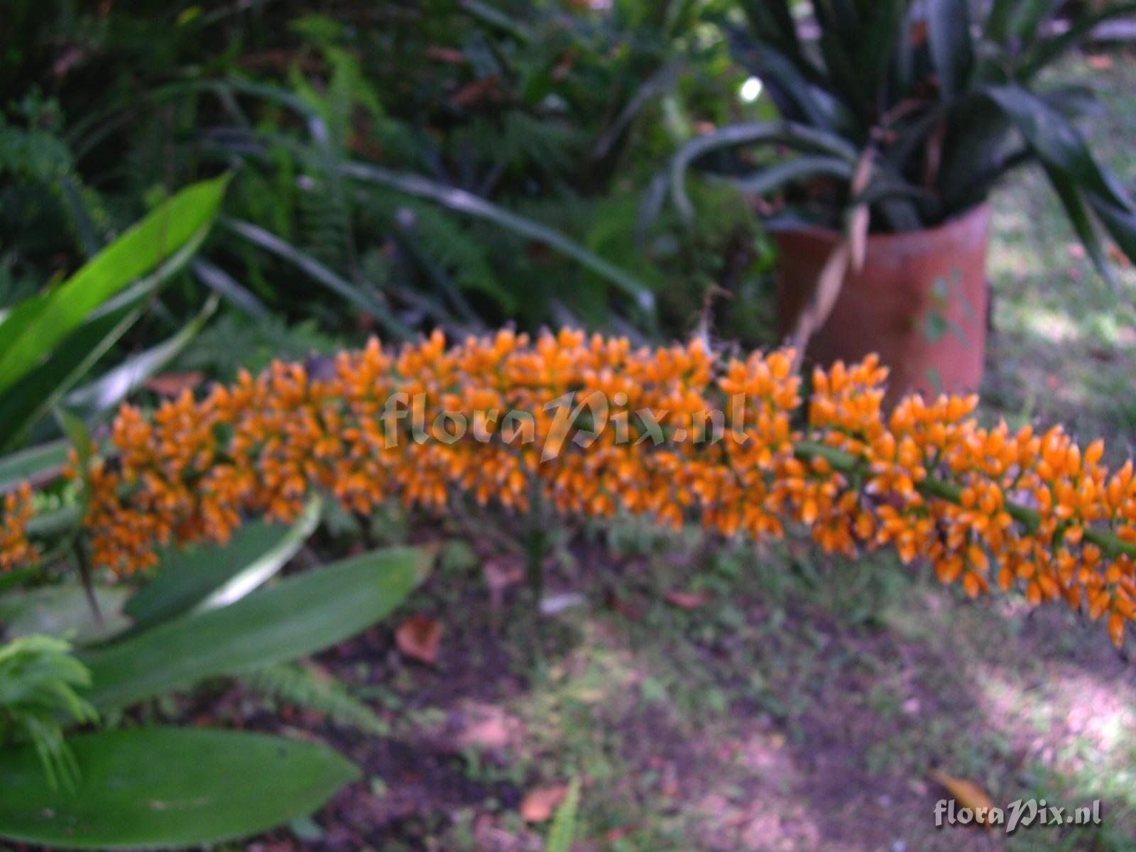 Aechmea  latifolia