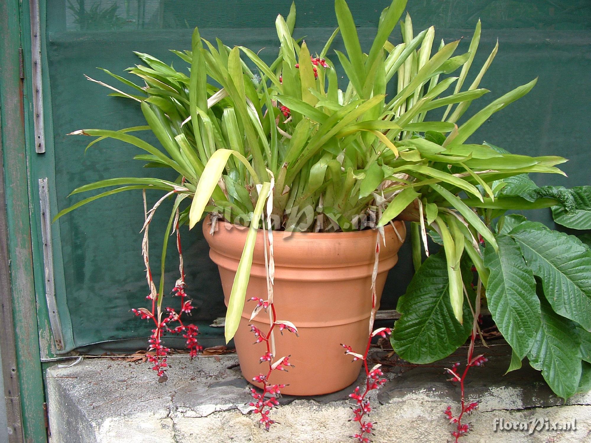 Aechmea weilbachii pendula