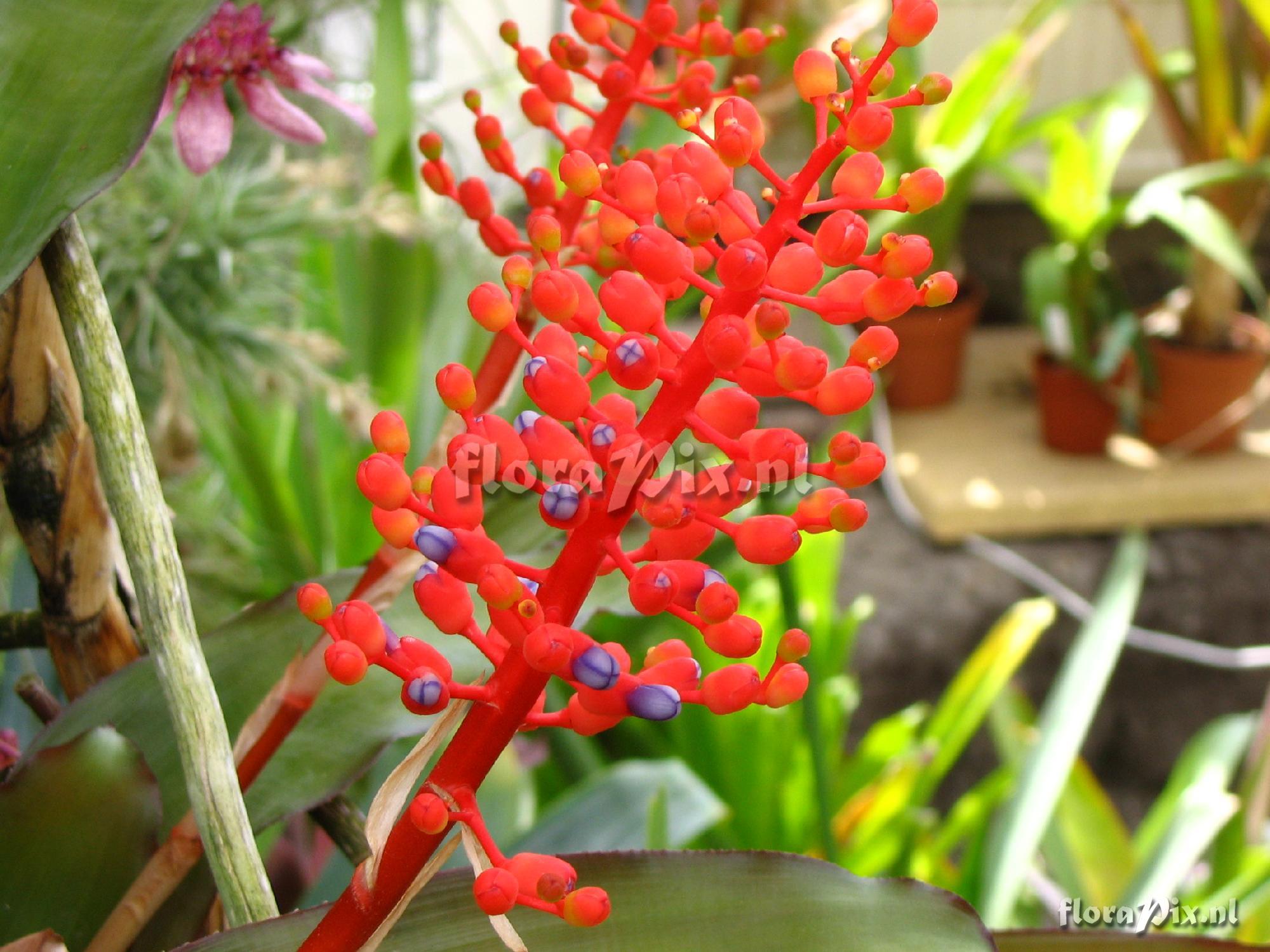 Aechmea miniata var. discolor