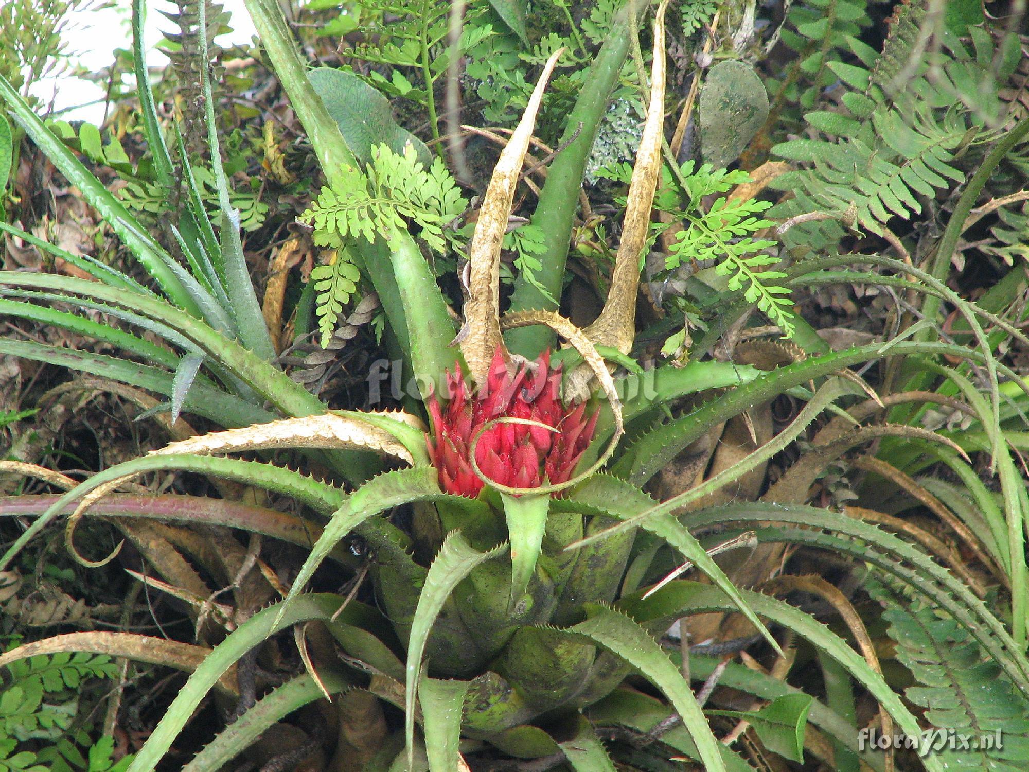 Aechmea recurvata