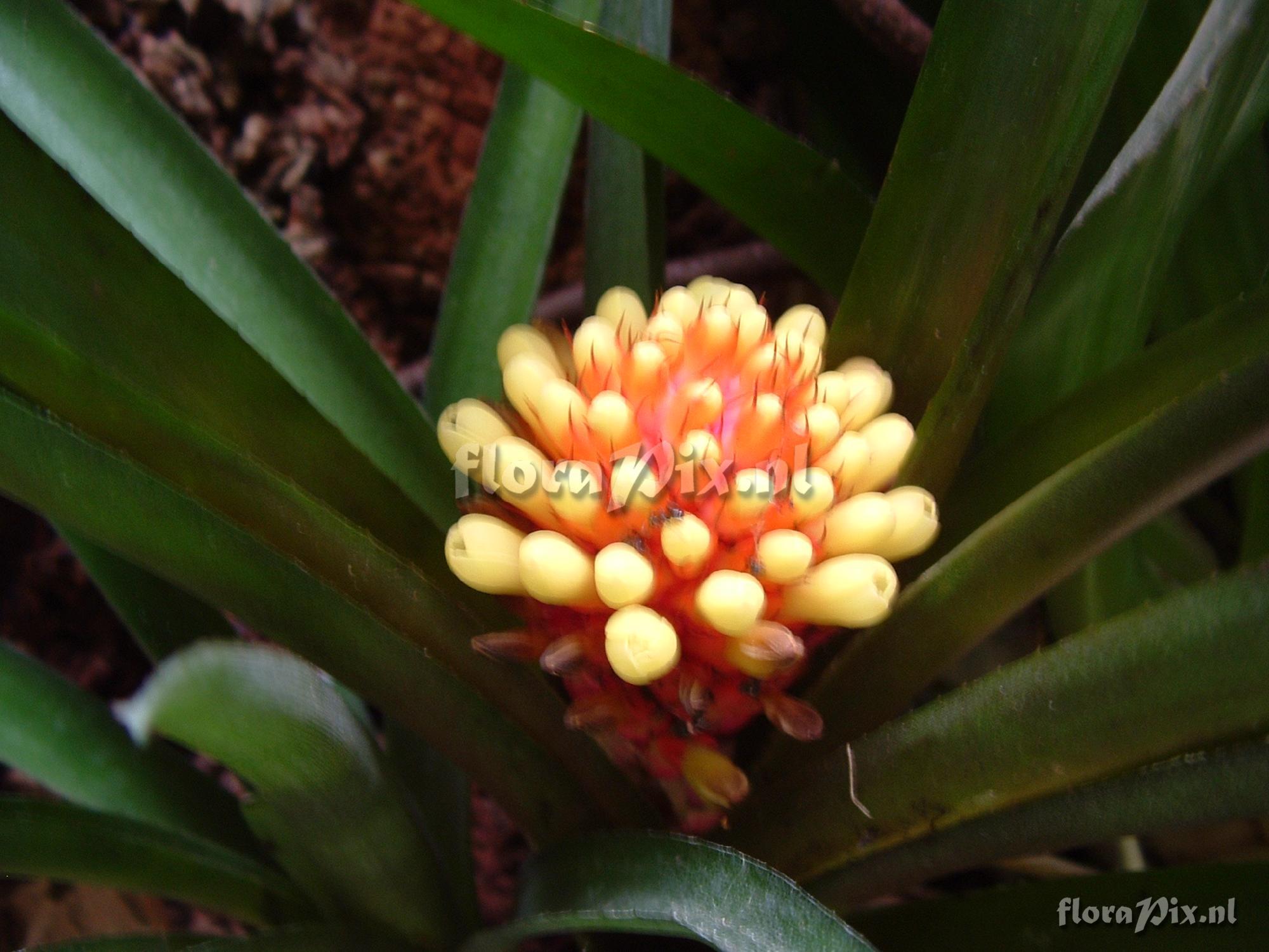 Aechmea Calyculata