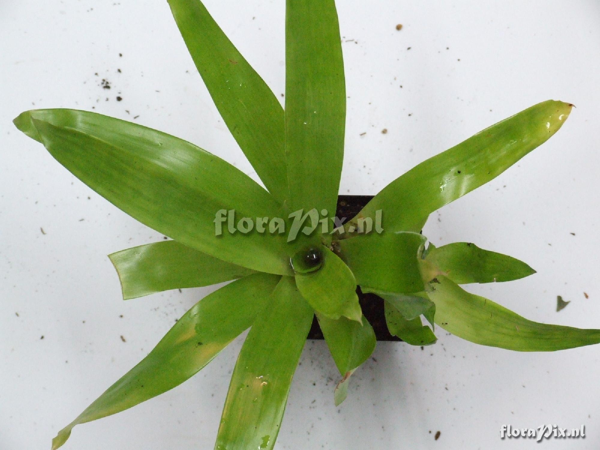 Aechmea gamosepelia