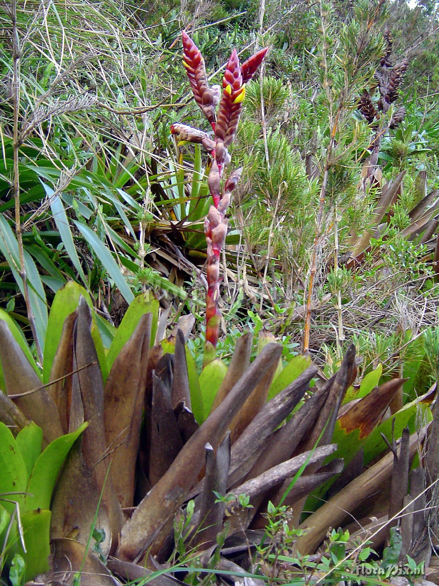 Vriesea sp.