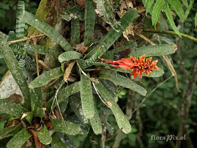 Aechmea chantinii var. chantinii