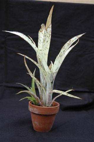 Billbergia 