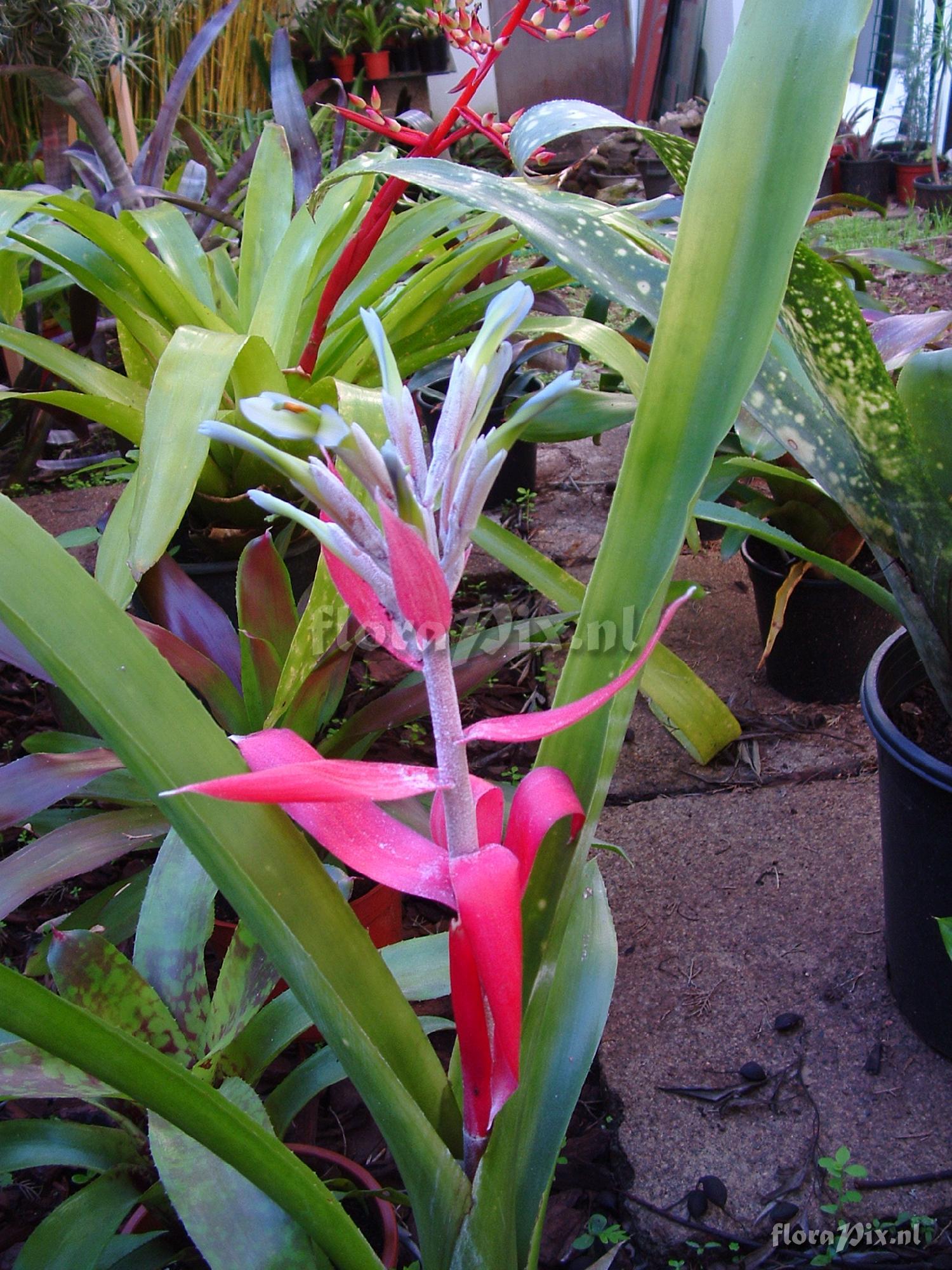 Billbergia macrocalyx