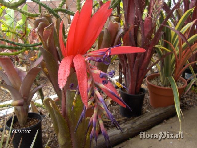 Billbergia "Titan"