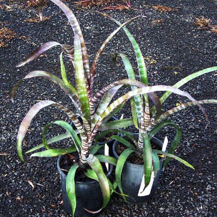 Billbergia rosea seedlings 2 year old