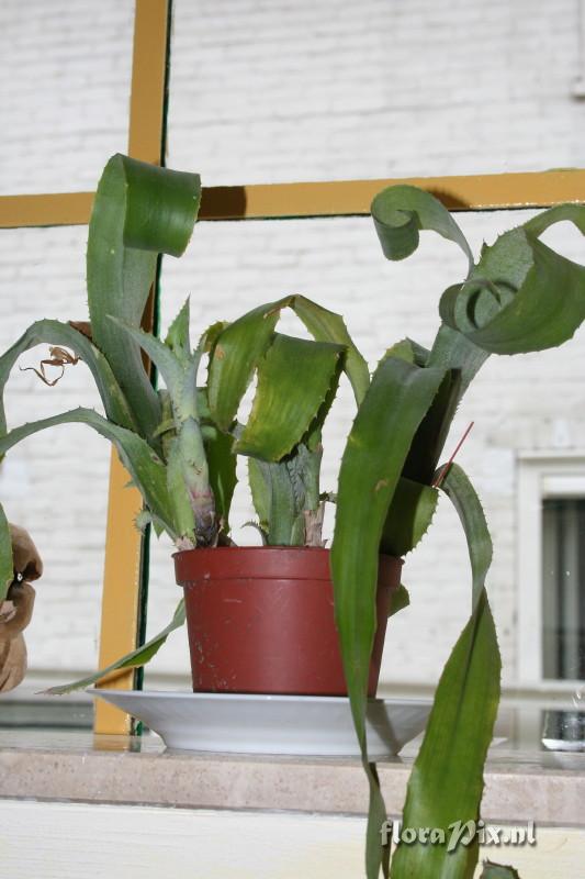 Billbergia leptopoda