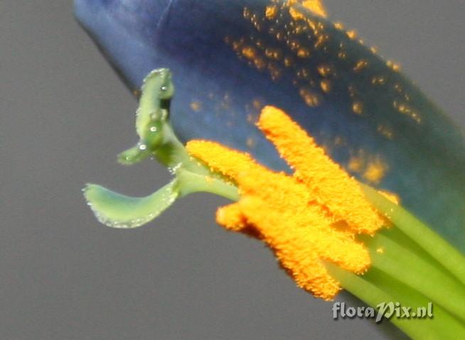 Billbergia morelii