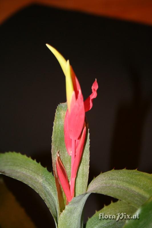 Billbergia leptopoda stamper