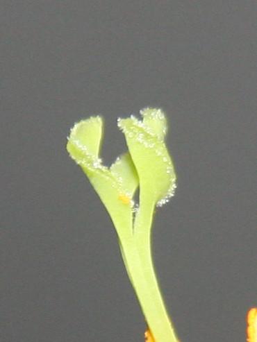 Billbergia leptopoda