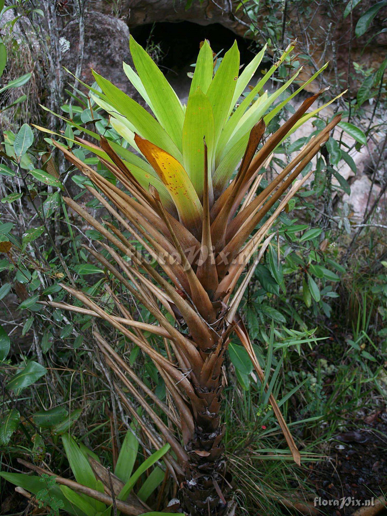 Brocchinia tatei