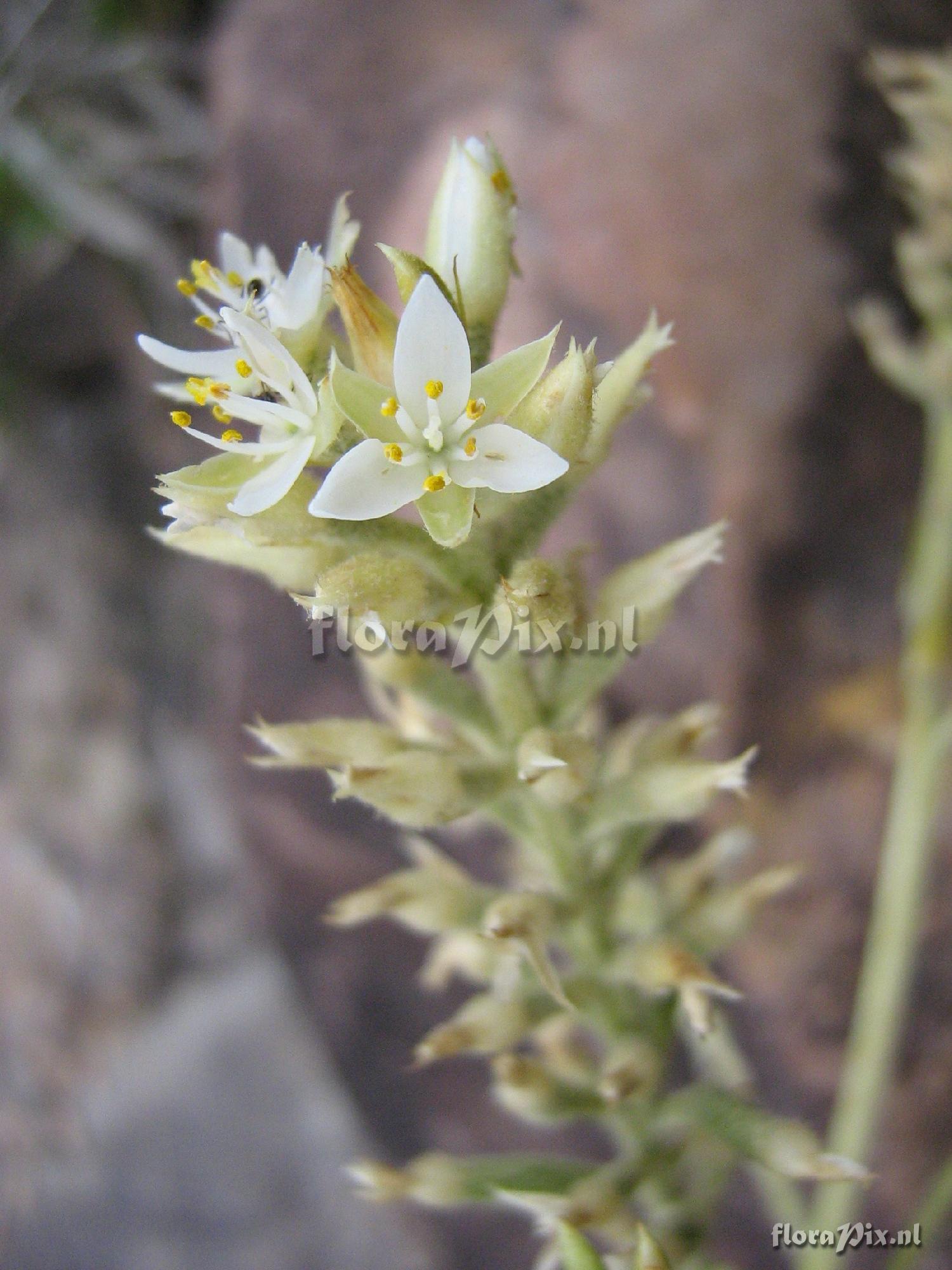 Brocchinia cf. tatei