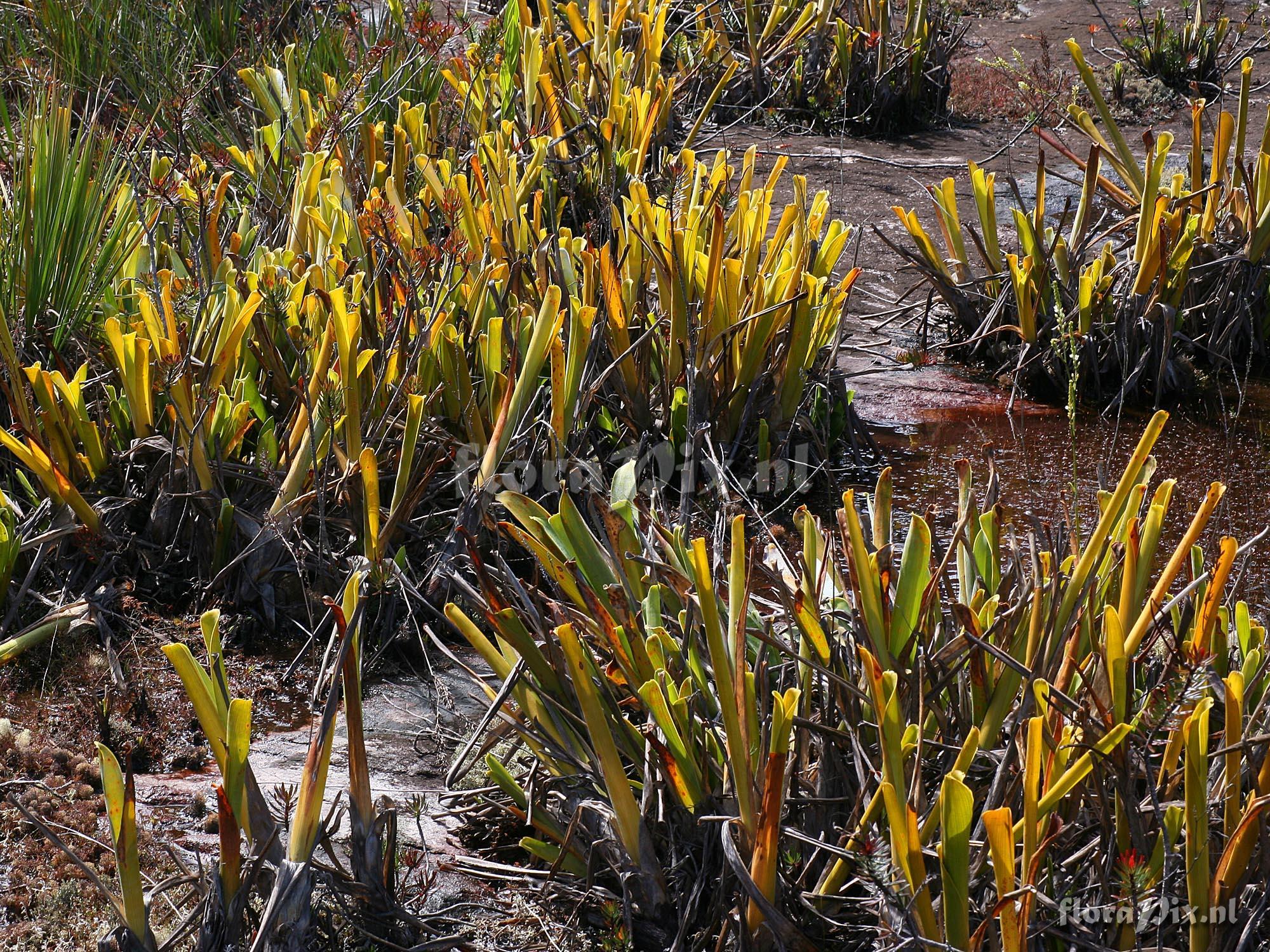 Brocchinia reducta