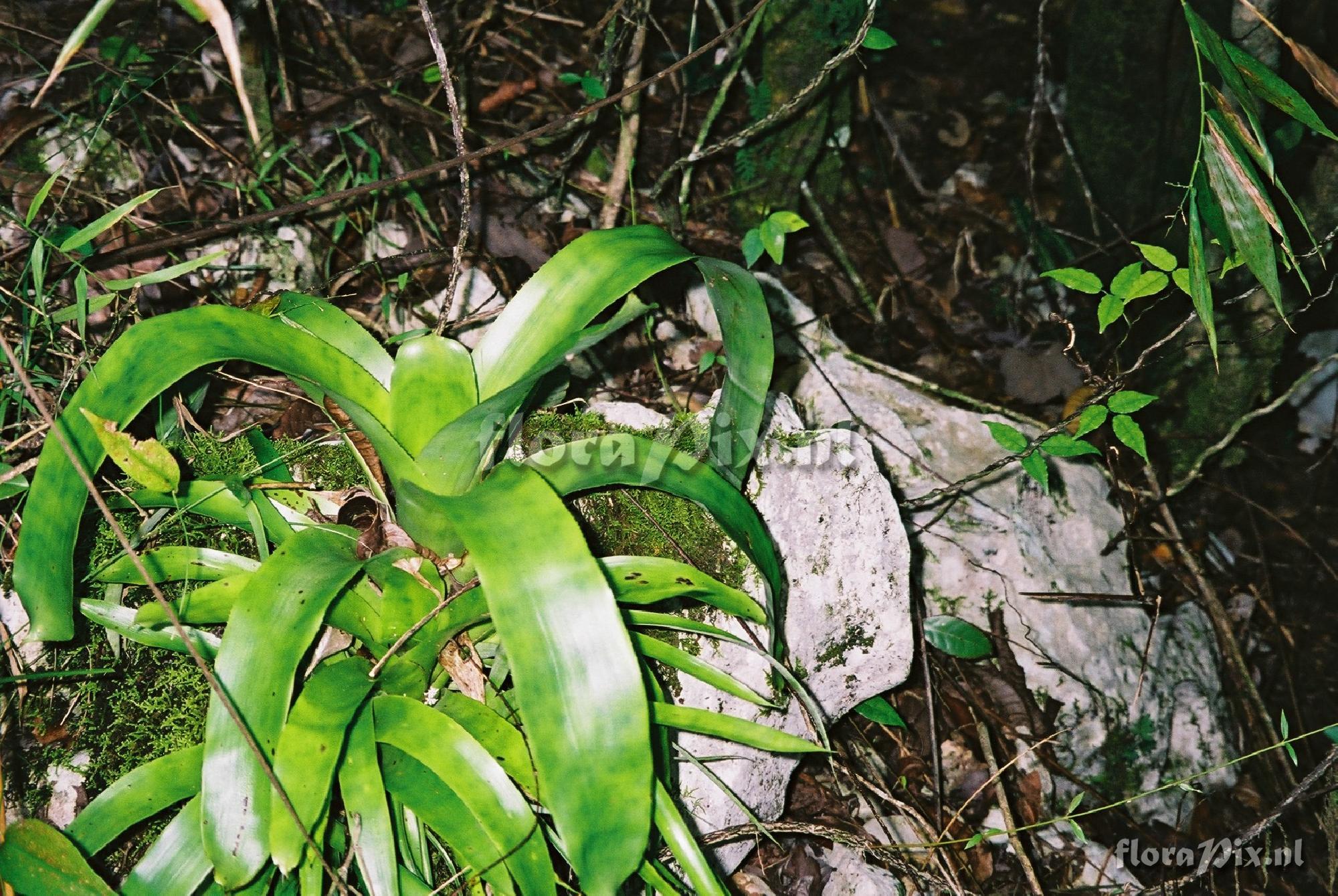 Bromelia