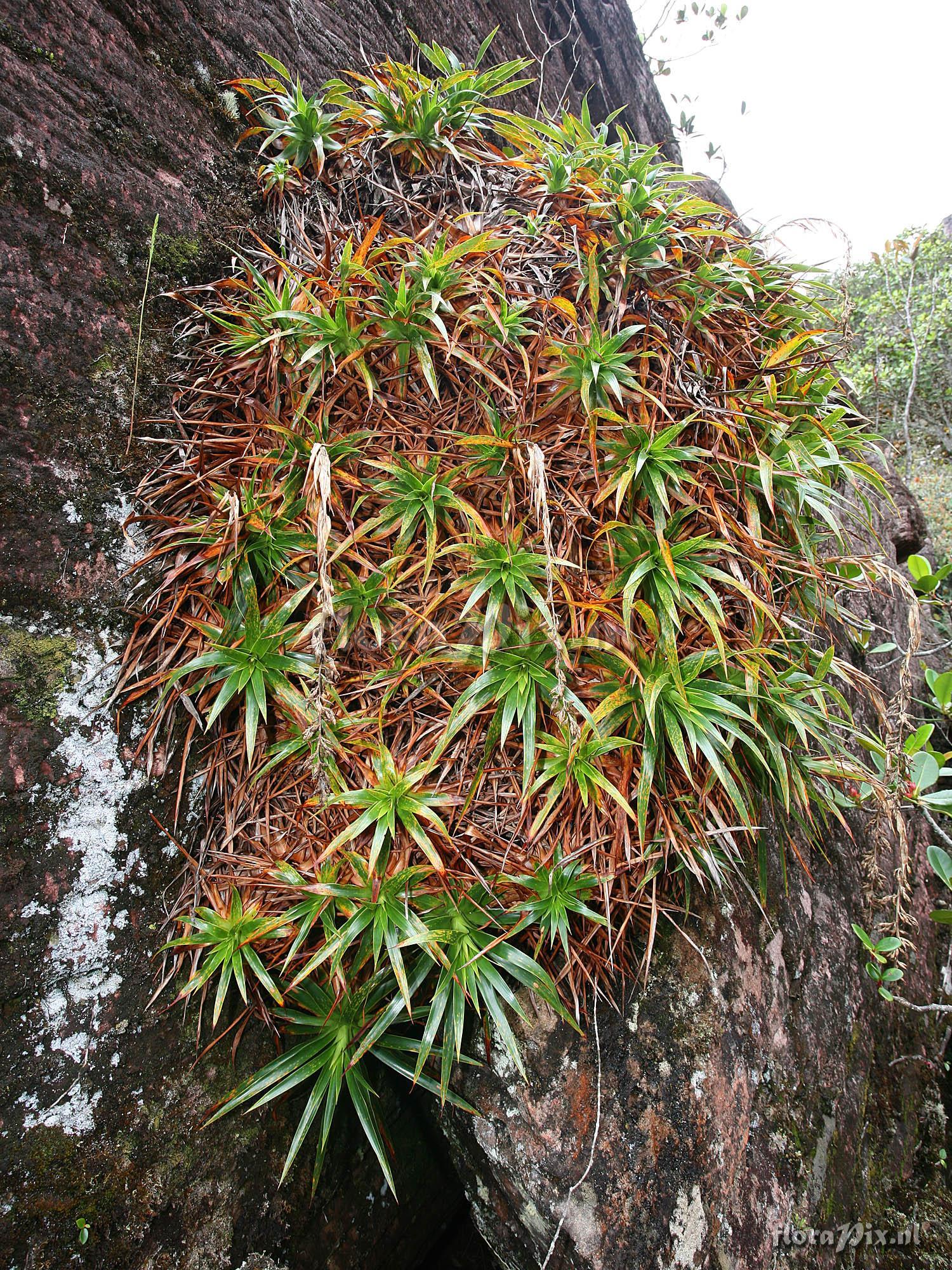 Connellia nutans