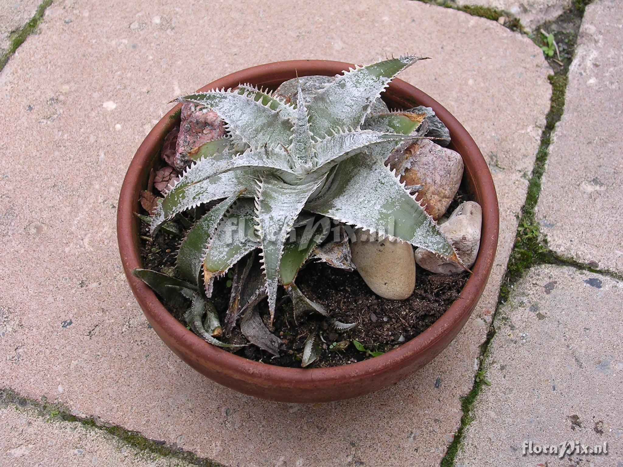 Dyckia marnier-lapostollei