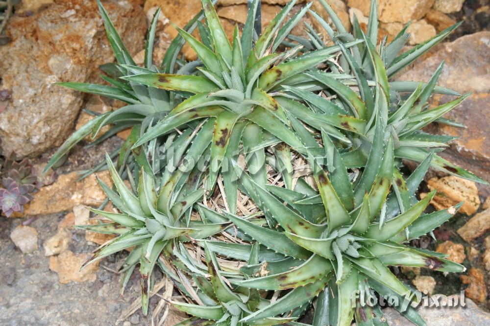 Dyckia altissima